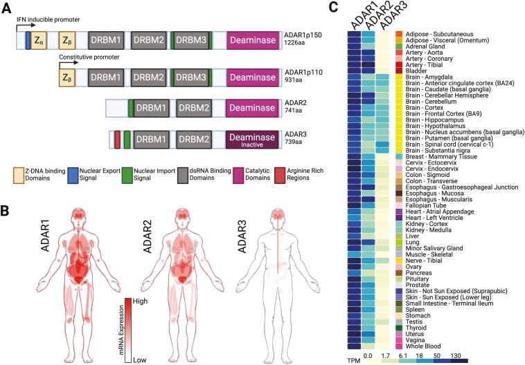 Emerging clinical applications of ADAR based RNA editing.