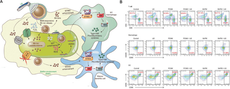 A novel strategy for treating orthopedic infection: Combination of sonodynamic therapy and immunotherapy.