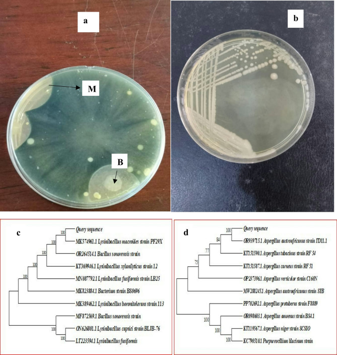 Bio-induced overproduction of heterocycloanthracin-like bacteriocin in Lysinibacillus macroides by Aspergillus austroafricanus: optimization of medium conditions and evaluation of potential applications.