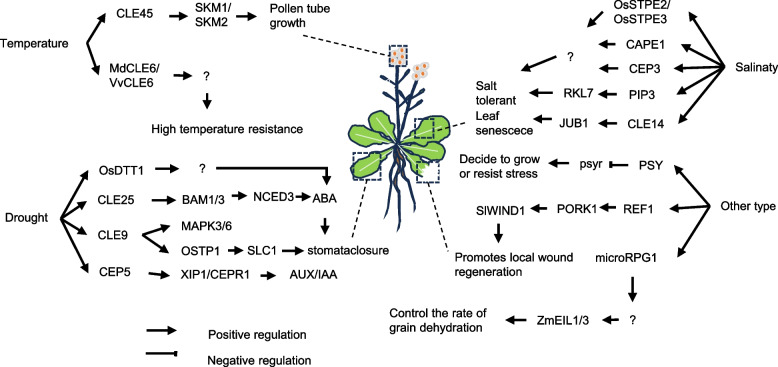 Research progress of peptides discovery and function in resistance to abiotic stress in plant.