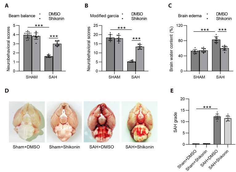 Shikonin attenuates blood-brain barrier injury and oxidative stress in rats with subarachnoid hemorrhage by activating Sirt1/Nrf2/HO-1 signaling.