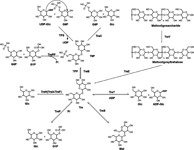 The synthesis, degradation and biological function of trehalose- 6-phosphate.