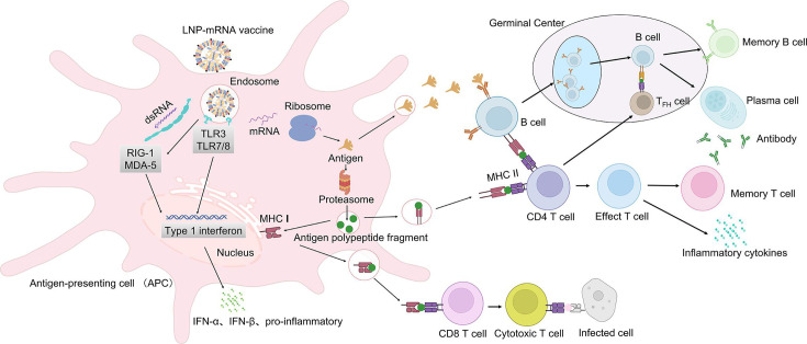 Advancing mRNA vaccines for infectious diseases: key components, innovations, and clinical progress.