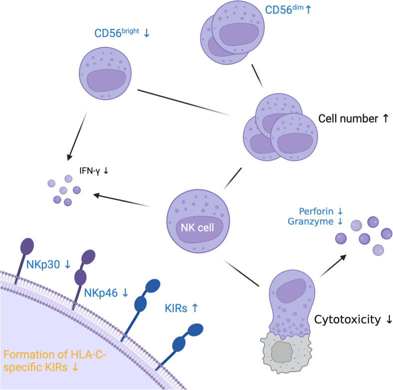 Zinc deficiency as possible link between immunosenescence and age-related diseases.