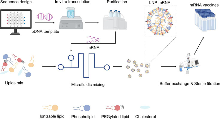 Advancing mRNA vaccines for infectious diseases: key components, innovations, and clinical progress.