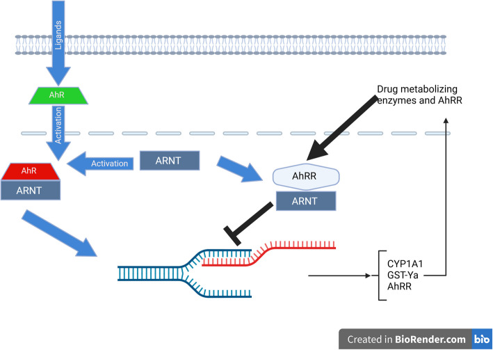 The aryl hydrocarbon receptor: a new frontier in male reproductive system.