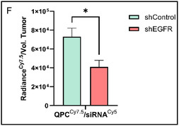 Targeted siRNA Delivery Using Cetuximab-Conjugated Starch for Epidermal Growth Factor Receptor-Driven Head and Neck Squamous Cell Carcinoma.
