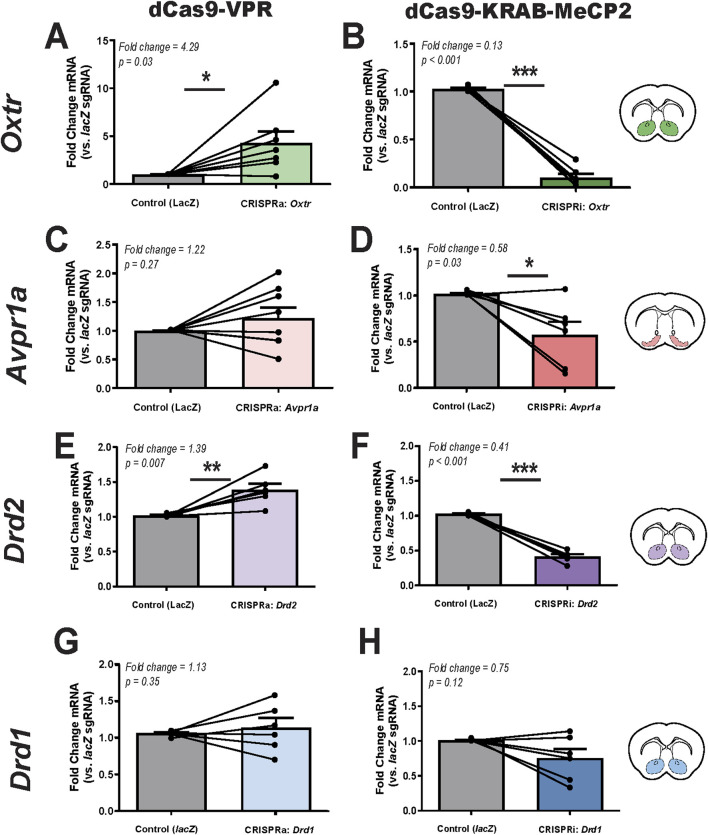 Lentiviral CRISPRa/i in the adult prairie vole brain: modulating neuronal gene expression without DNA cleavage.