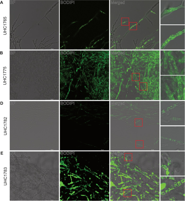 Biochemical and molecular characterization of fungal isolates from California annual grassland soil