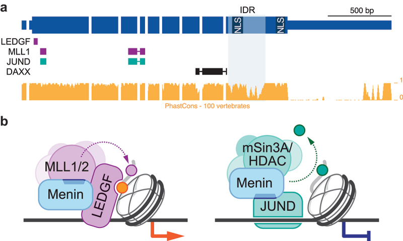 Menin: from molecular insights to clinical impact.
