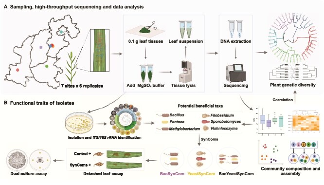 Harnessing the phyllosphere microbiota of wild foxtail millet for designing beneficial cross-kingdom synthetic communities.