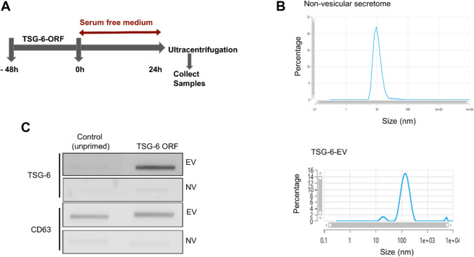 TNF-Stimulated Gene-6, Part of Extracellular Vesicles in Adipose Tissue-Derived Mesenchymal Stem Cell Concentrated Conditioned Medium, Affects Microglial Activity.