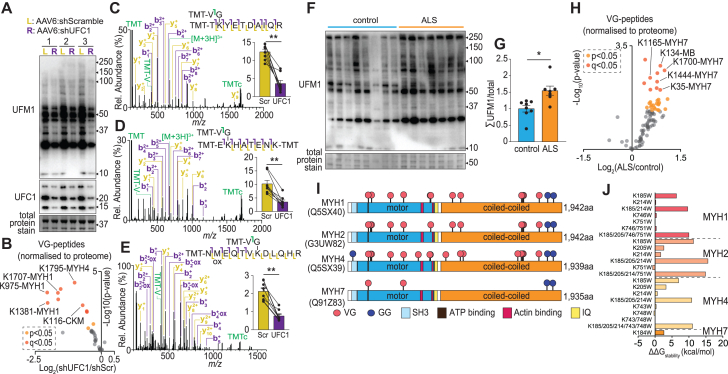 Site-specific quantification of the in vivo UFMylome reveals myosin modification in ALS.