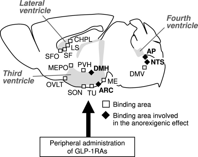 Comparing the anorexigenic effects and mechanisms of gut-derived GLP-1 and its receptor agonists: insights into incretin-based therapies for obesity.