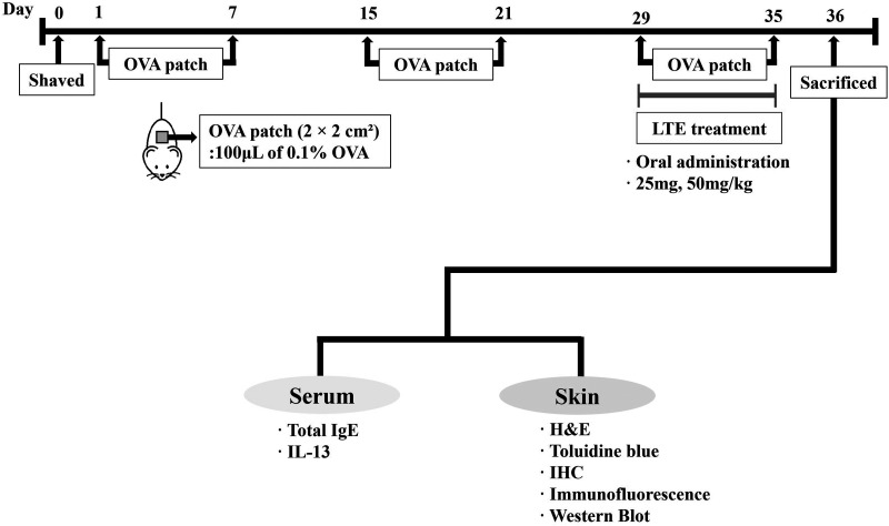 Comprehensive analysis of protective effects of <i>Loranthus tanakae</i> Franch. and Sav. on ovalbumin-induced atopic dermatitis in mice and TNF-<i>α</i>/INF-<i>γ</i>-stimulated HaCaT cells.