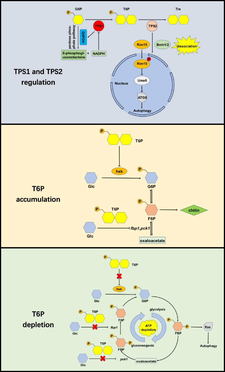 The synthesis, degradation and biological function of trehalose- 6-phosphate.