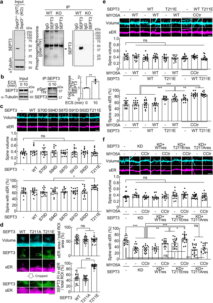 Phosphorylated septin 3 delocalizes from the spine base and facilitates endoplasmic reticulum extension into spines via myosin-Va.