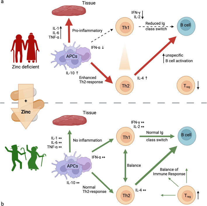 Zinc deficiency as possible link between immunosenescence and age-related diseases.