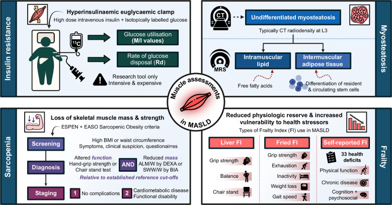 Skeletal muscle and MASLD: Mechanistic and clinical insights.