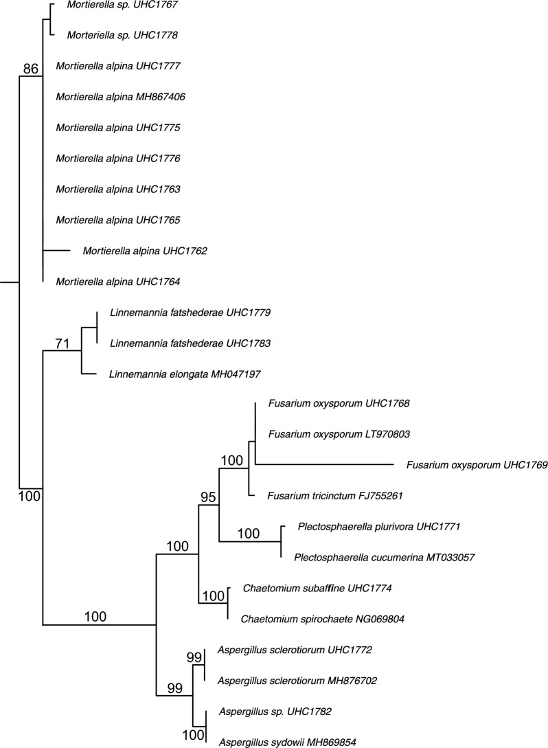 Biochemical and molecular characterization of fungal isolates from California annual grassland soil