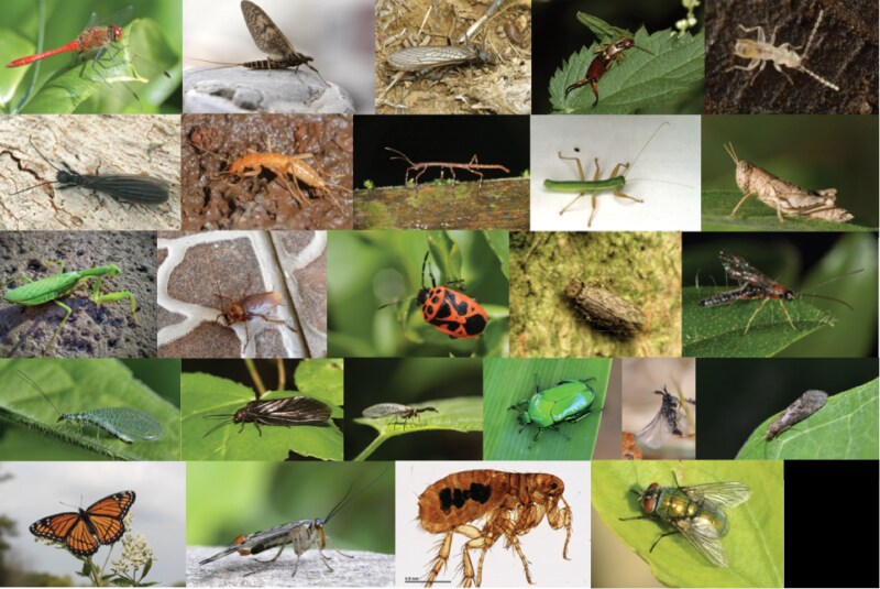 Defining the decline: a glossary relevant to insect decline.
