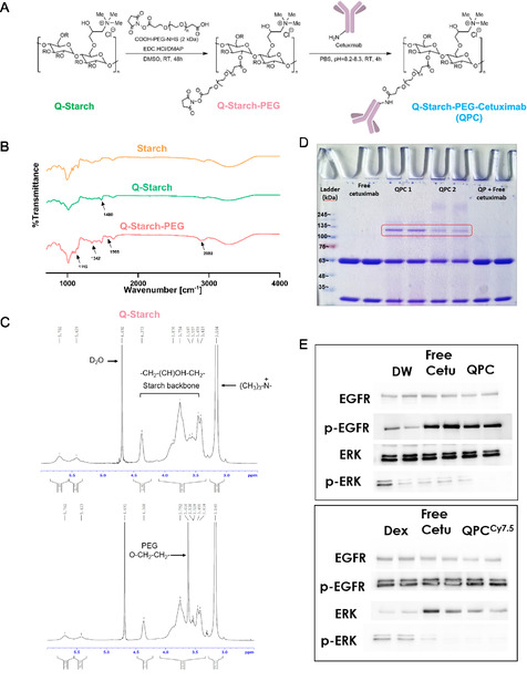 Targeted siRNA Delivery Using Cetuximab-Conjugated Starch for Epidermal Growth Factor Receptor-Driven Head and Neck Squamous Cell Carcinoma.