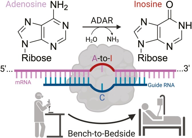 Emerging clinical applications of ADAR based RNA editing.