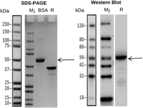 Development of monoclonal antibodies against SARS-CoV-2 nucleocapsid protein for COVID-19 antigen detection.