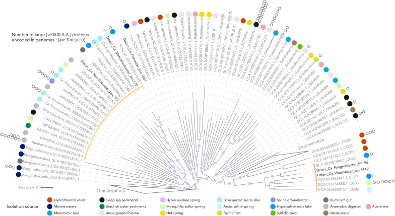 Genomic characterisation of novel extremophile lineages from the thalassohaline lake Dziani Dzaha expands the metabolic repertoire of the PVC superphylum.