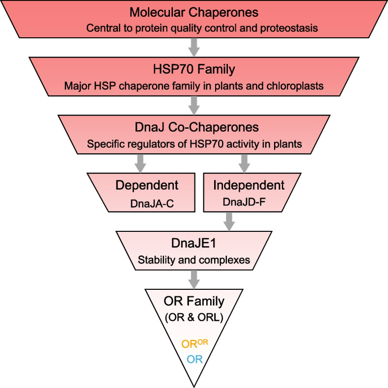 ORANGE family proteins: multifunctional chaperones shaping plant carotenoid level, plastid development, stress tolerance, and more.
