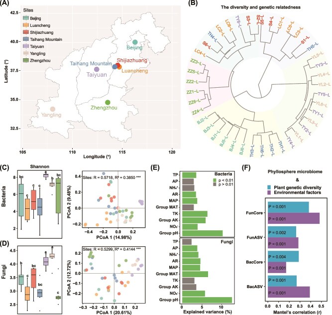 Harnessing the phyllosphere microbiota of wild foxtail millet for designing beneficial cross-kingdom synthetic communities.