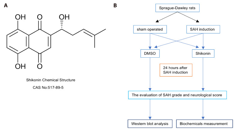 Shikonin attenuates blood-brain barrier injury and oxidative stress in rats with subarachnoid hemorrhage by activating Sirt1/Nrf2/HO-1 signaling.