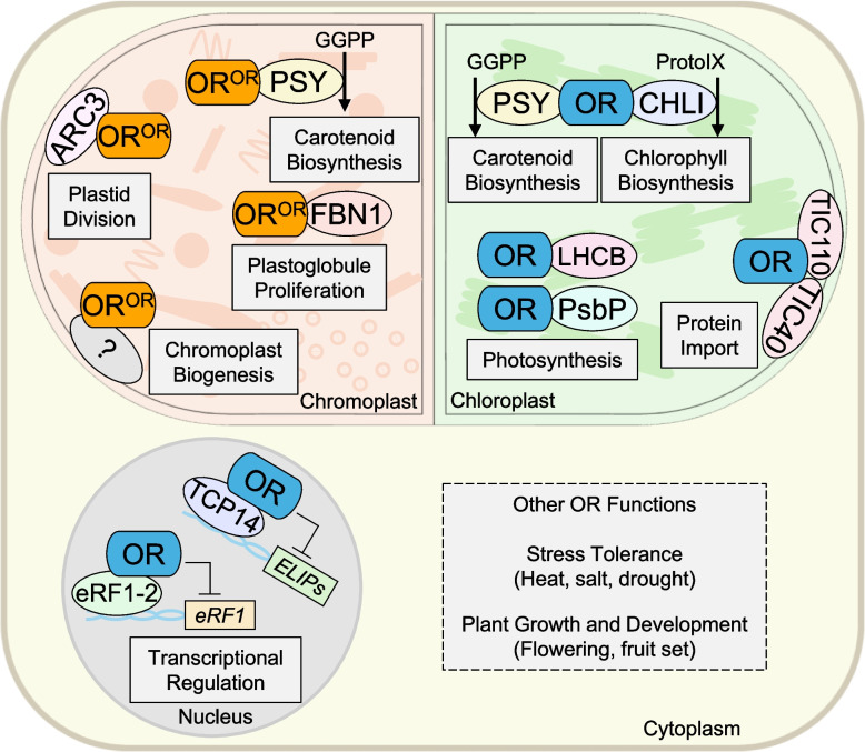 ORANGE family proteins: multifunctional chaperones shaping plant carotenoid level, plastid development, stress tolerance, and more.