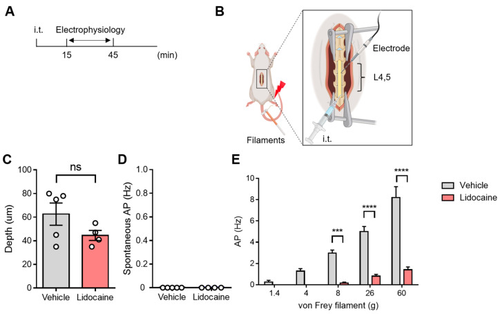 Development of a Novel Method of Spinal Electrophysiological Assessment via Intrathecal Administration at Analgesic Doses.