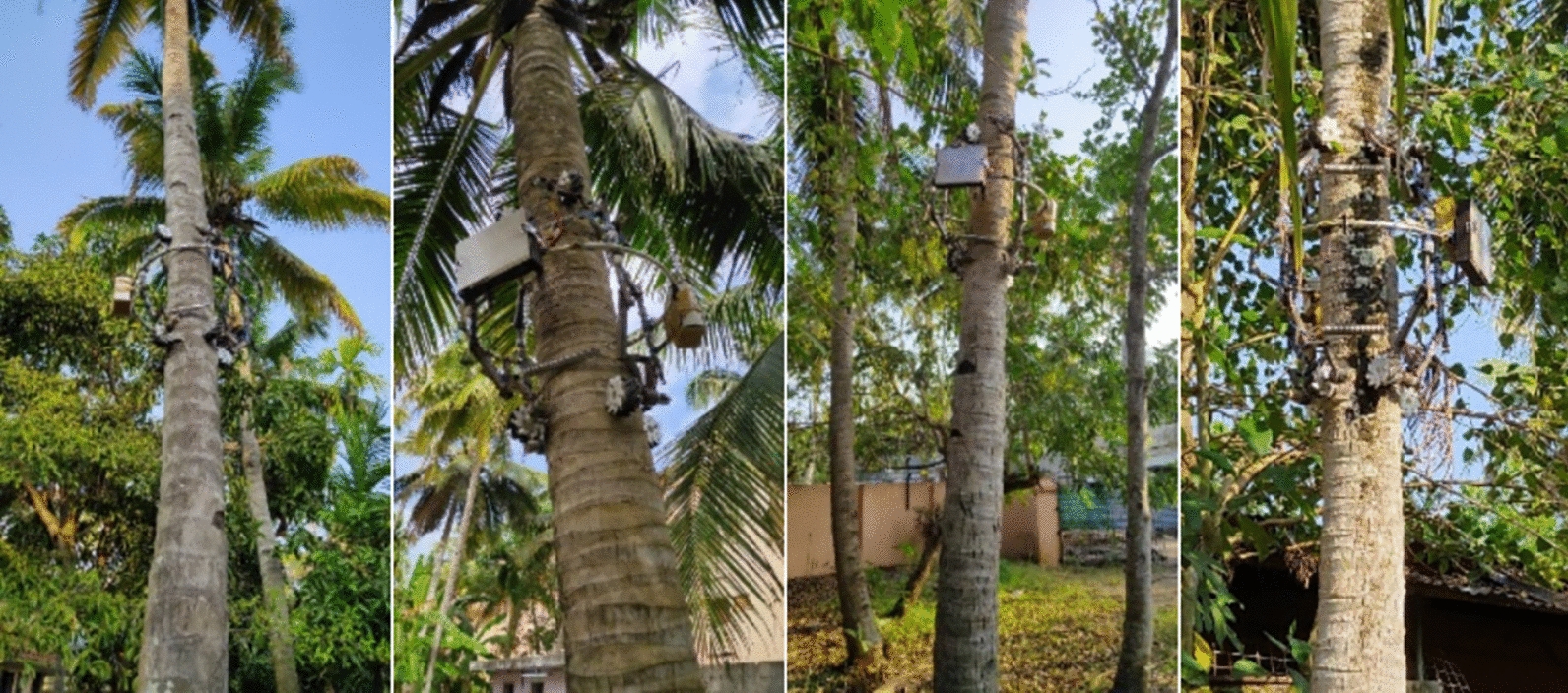 Coconut tree modeling based on abiotic factors and modified cosserat rod theory.