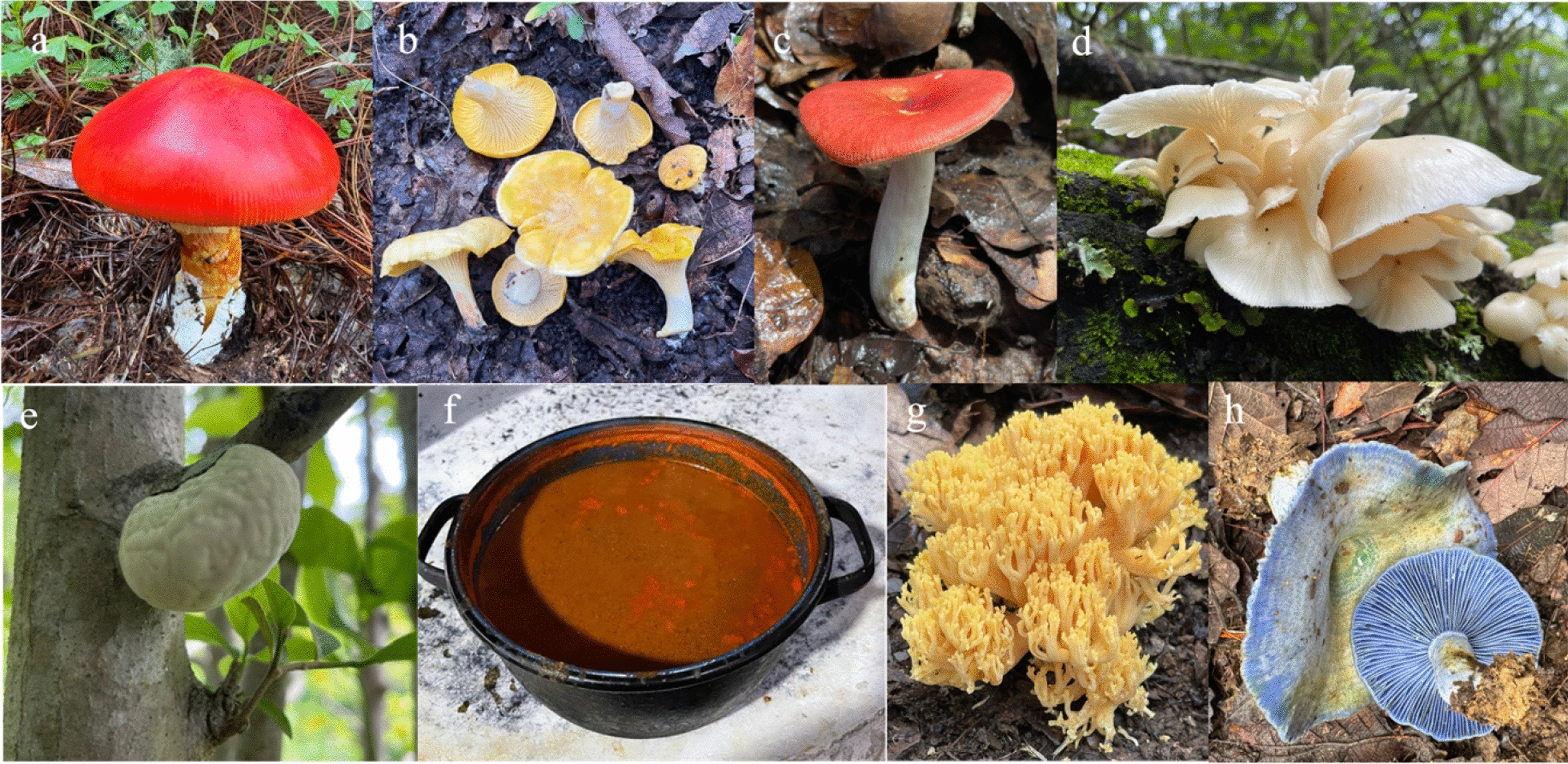 Folk taxonomy of wild mushrooms in communities of the indigenous groups Chatino, Chontal, and Chinantec in Oaxaca, Mexico.