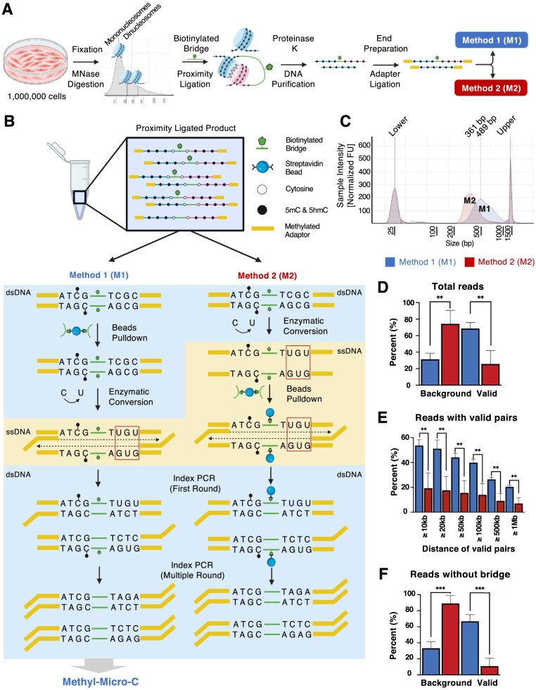 Methyl-Micro-C: simultaneous characterization of chromatin accessibility, interactions, and DNA methylation.
