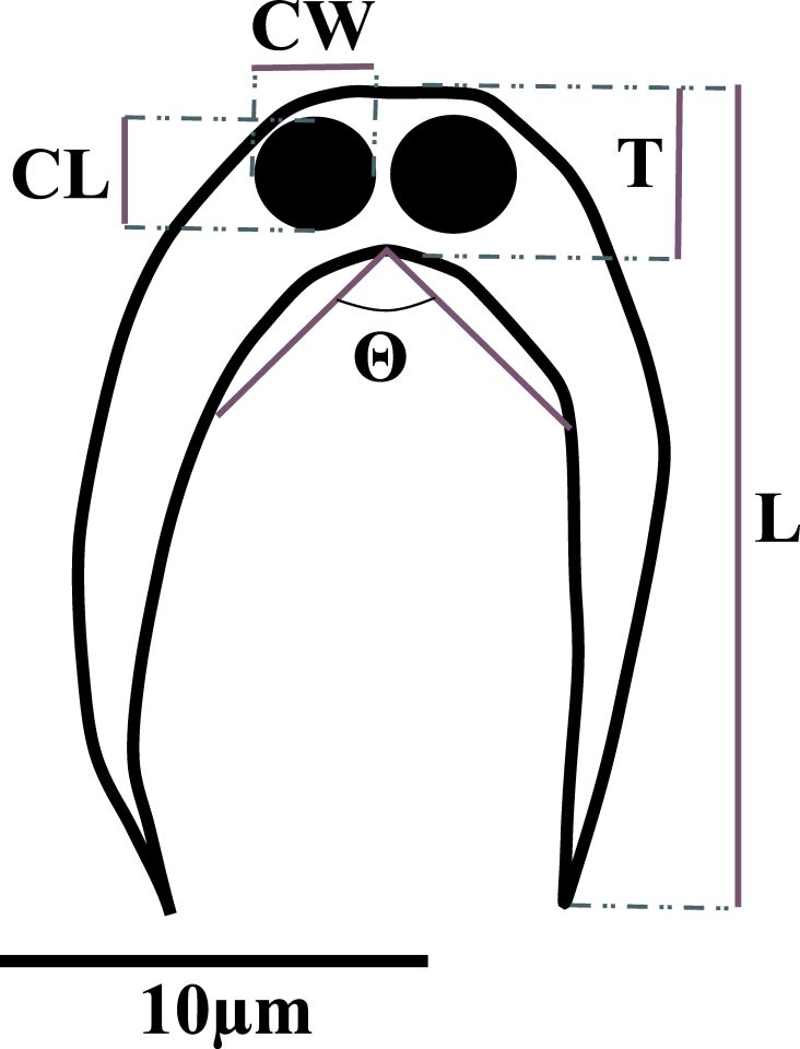 Morphology and molecular characterization of Ceratomyxa sp. (Cnidaria, Myxosporea, Ceratomyxidae), infecting the gallbladder of Curimata cyprinoides (Characiformes: Curimatidae) in the lower Araguaia River, Brazil.
