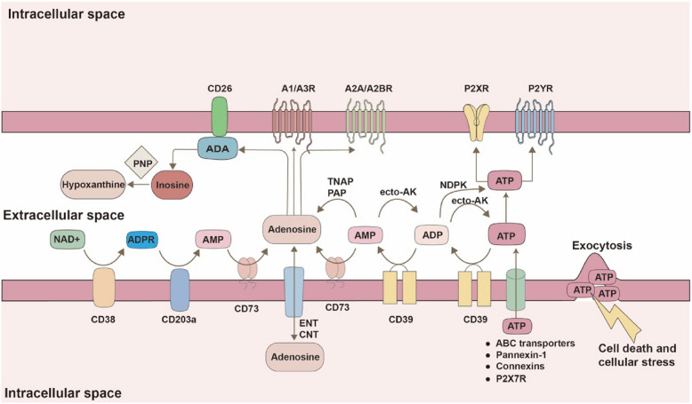 The progress and prospects of targeting the adenosine pathway in cancer immunotherapy.
