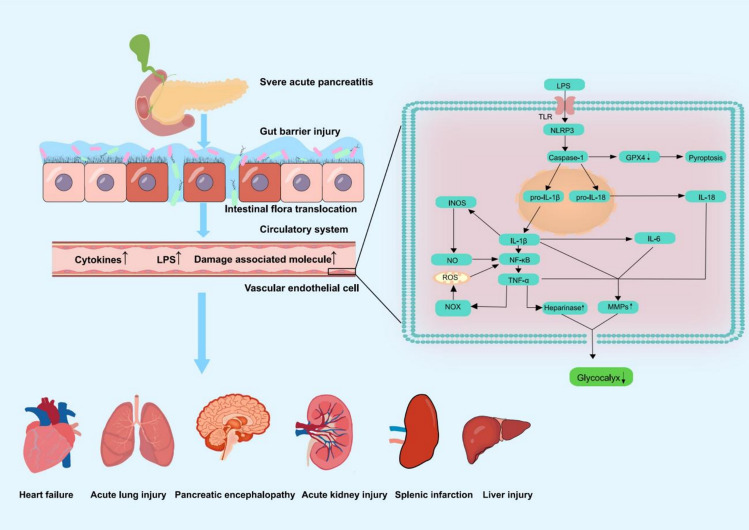 The glycocalyx: a key target for treatment of severe acute pancreatitis-associated multiple organ dysfunction syndrome.