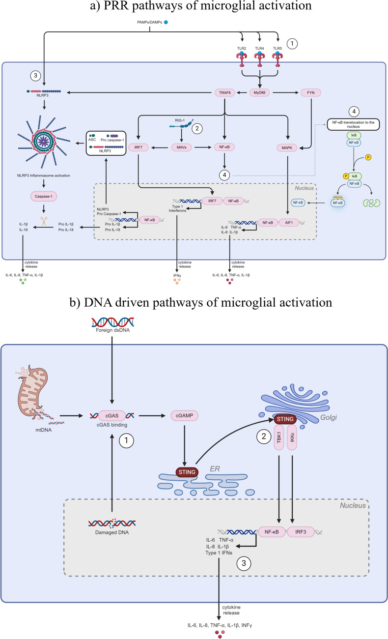 The Hallmarks of Ageing in Microglia.