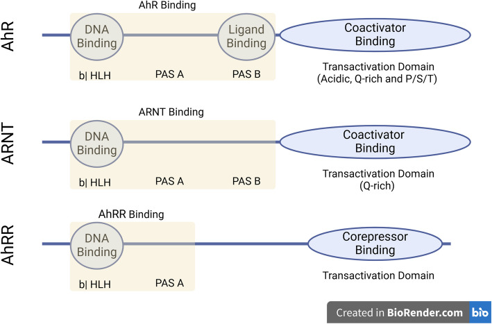 The aryl hydrocarbon receptor: a new frontier in male reproductive system.