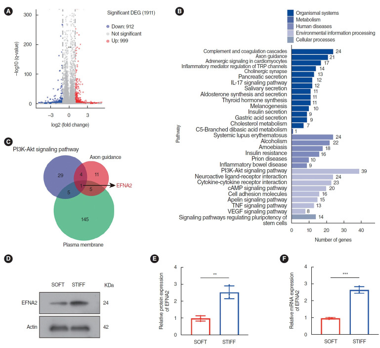 EFNA2 Mediates Stiffness-Regulated Hypopharyngeal Cancer Progression.
