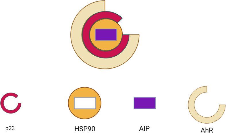 The aryl hydrocarbon receptor: a new frontier in male reproductive system.