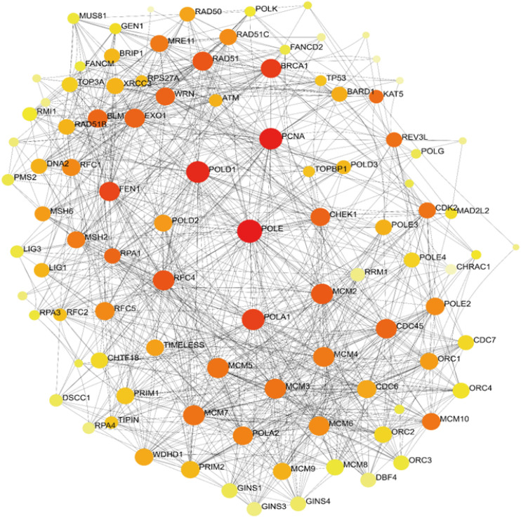 Functions, interactions and prognostic role of <i>POLE</i>: a bioinformatics analysis.