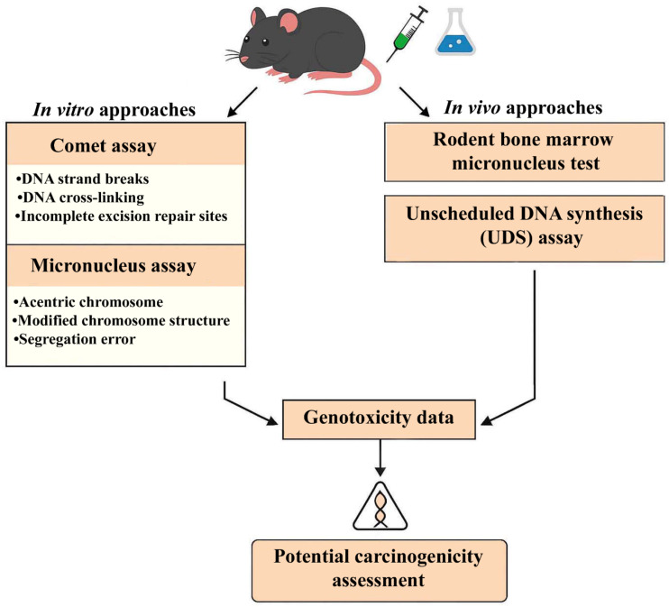 Revisiting the approaches to DNA damage detection in genetic toxicology: insights and regulatory implications.