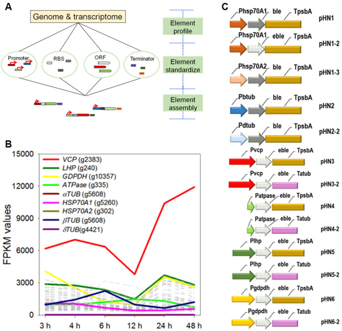 Systematic approach for dissecting promoters and designing transform systems in microalgae.