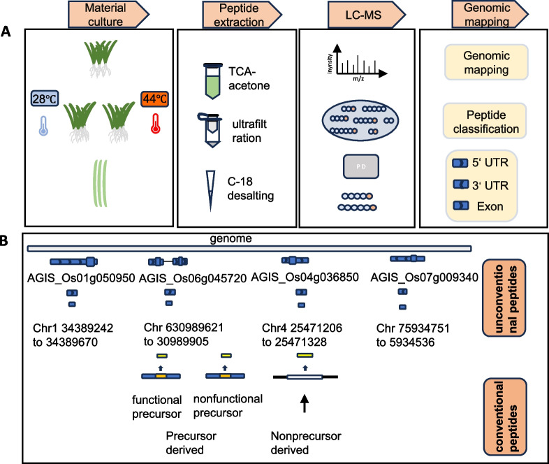 Research progress of peptides discovery and function in resistance to abiotic stress in plant.