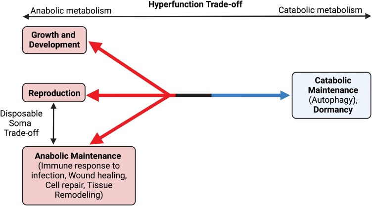 An evolutionary medicine and life history perspective on aging and disease: Trade-offs, hyperfunction, and mismatch.