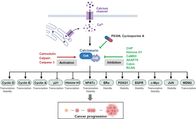 Calcineurin in cancer signaling networks.